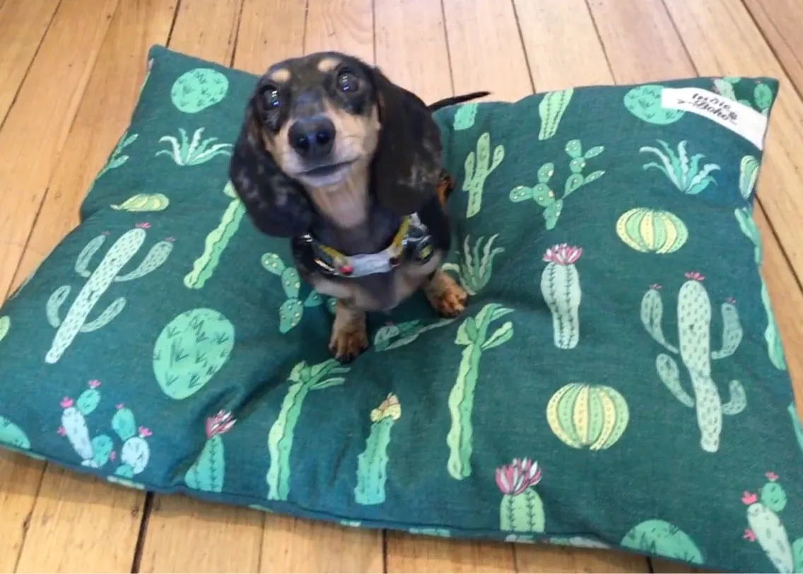 Cactus Garden – LARGE Dog Bed